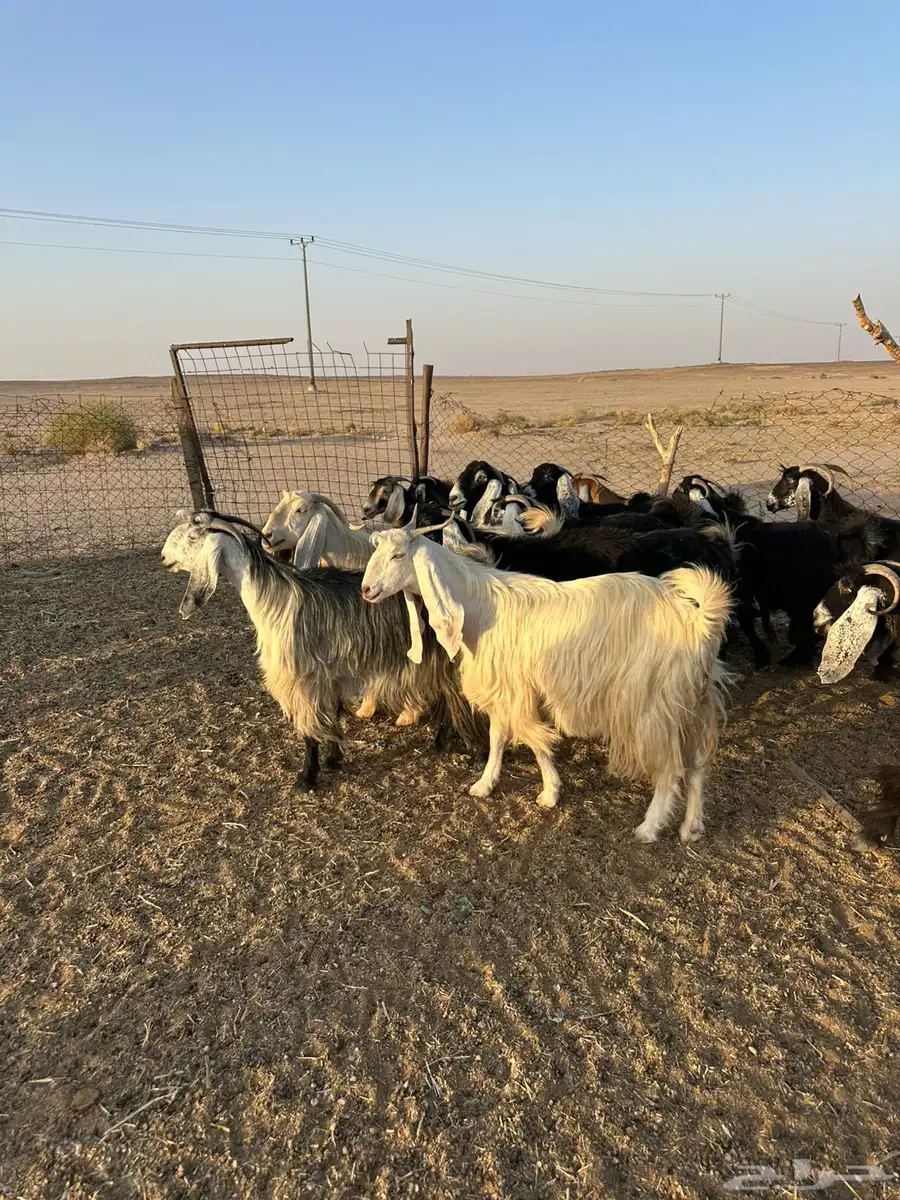 معزاء مراح 1
