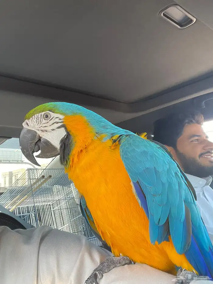 ببغاء مكاو 3