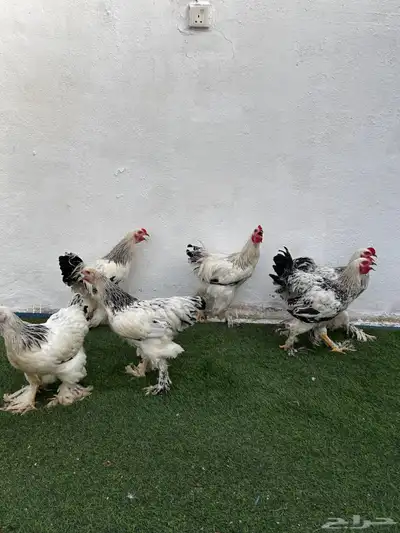 ديوك براهم كولمبي 0