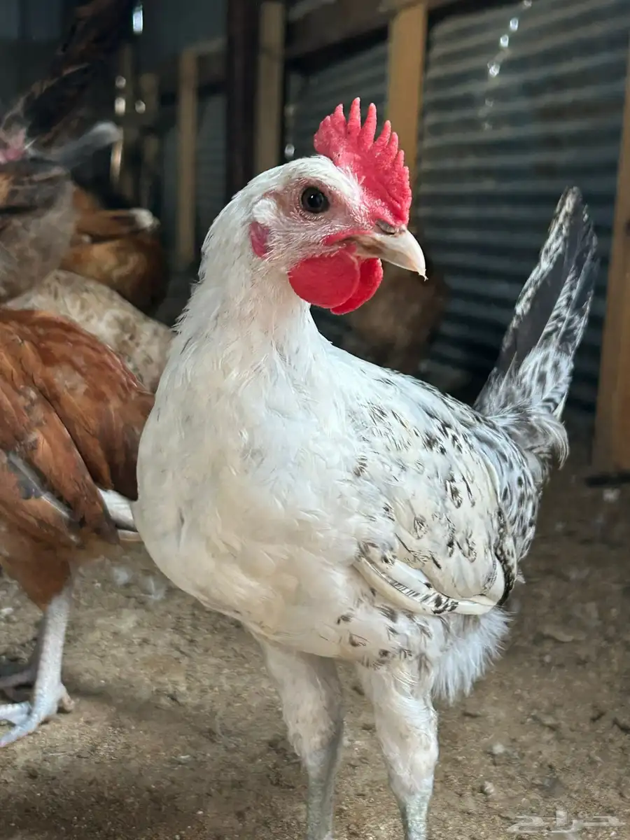دجاج بلدي 13