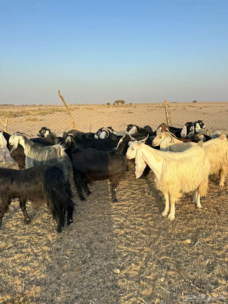 معزاء مراح 3