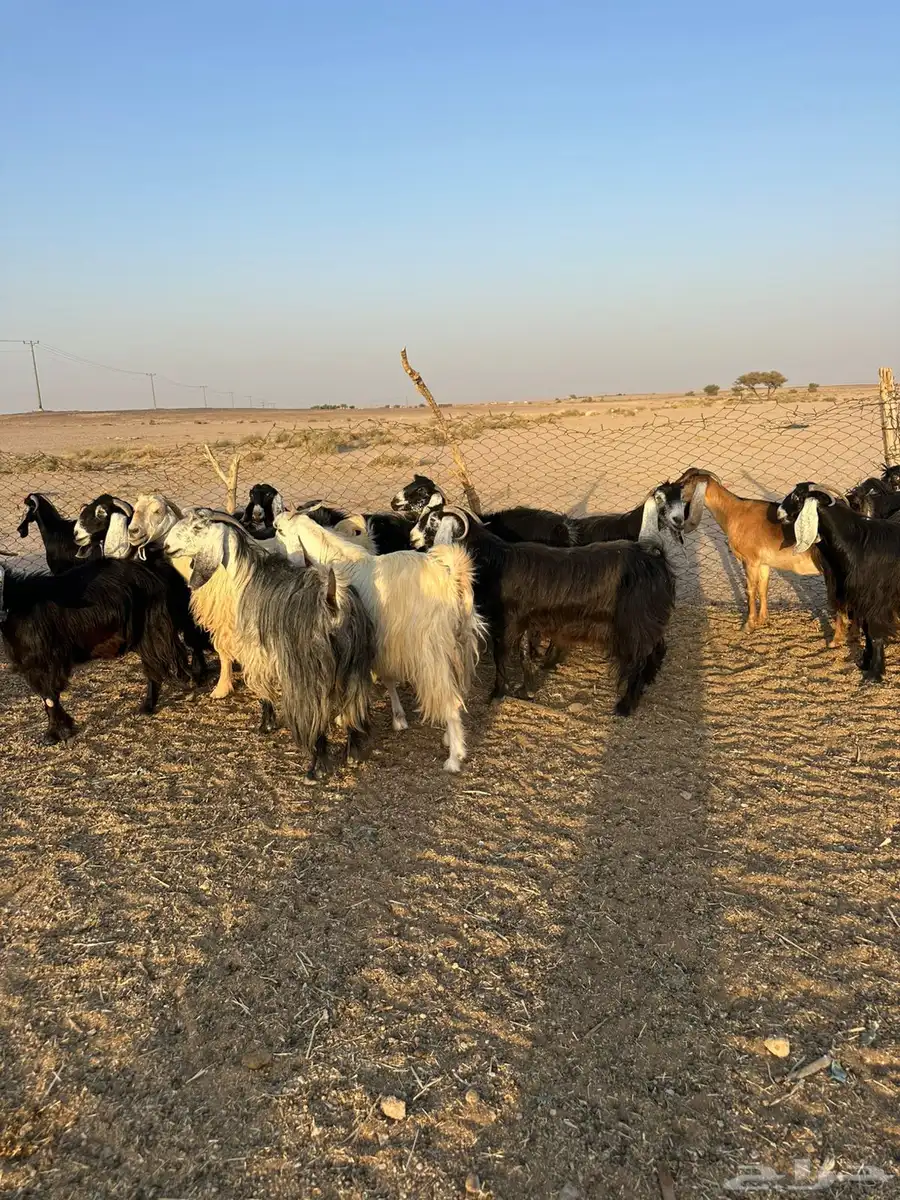 معزاء مراح 6