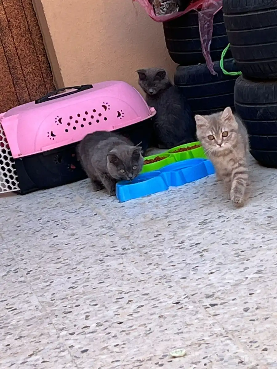 سكوتش قطاوه للبيع 4