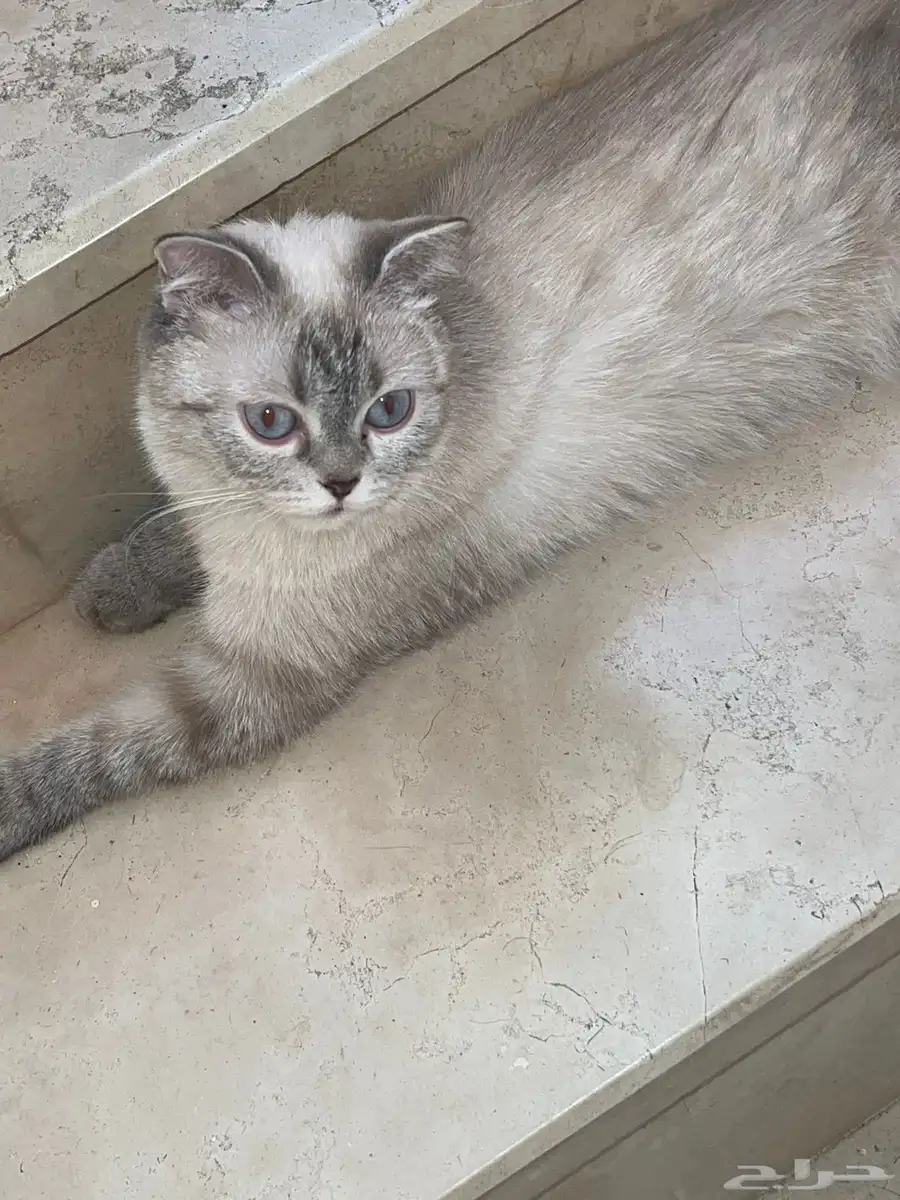سكوتش قطاوه للبيع 6