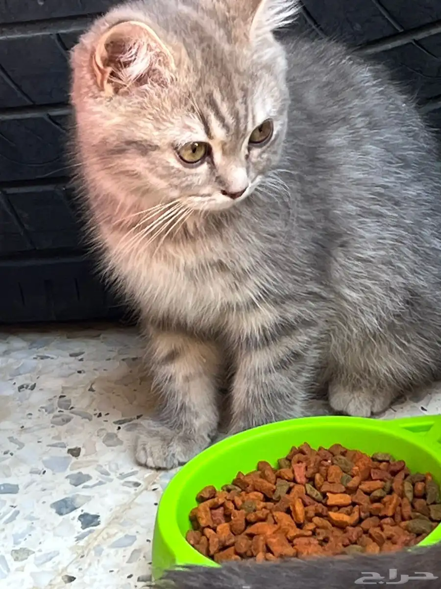 سكوتش قطاوه للبيع 3