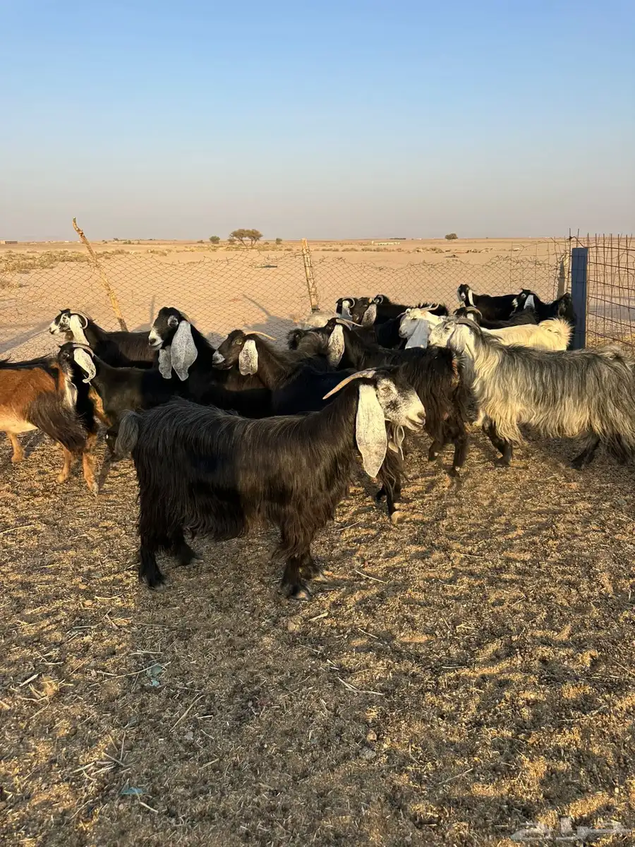 معزاء مراح 0
