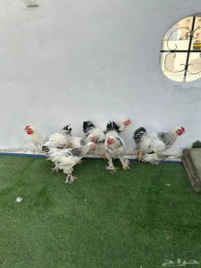 ديوك براهم كولمبي 1