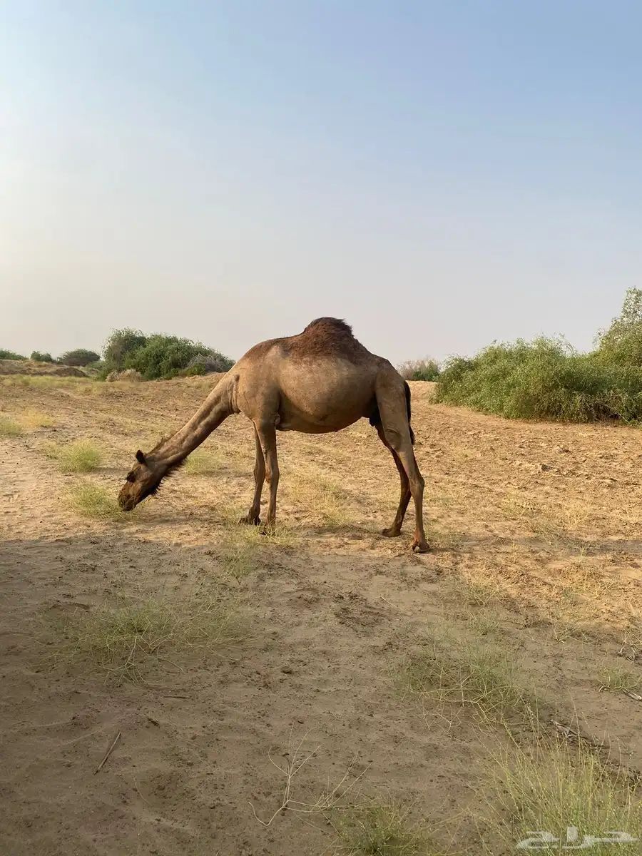 ناقه لقح في 4 اشهر 0