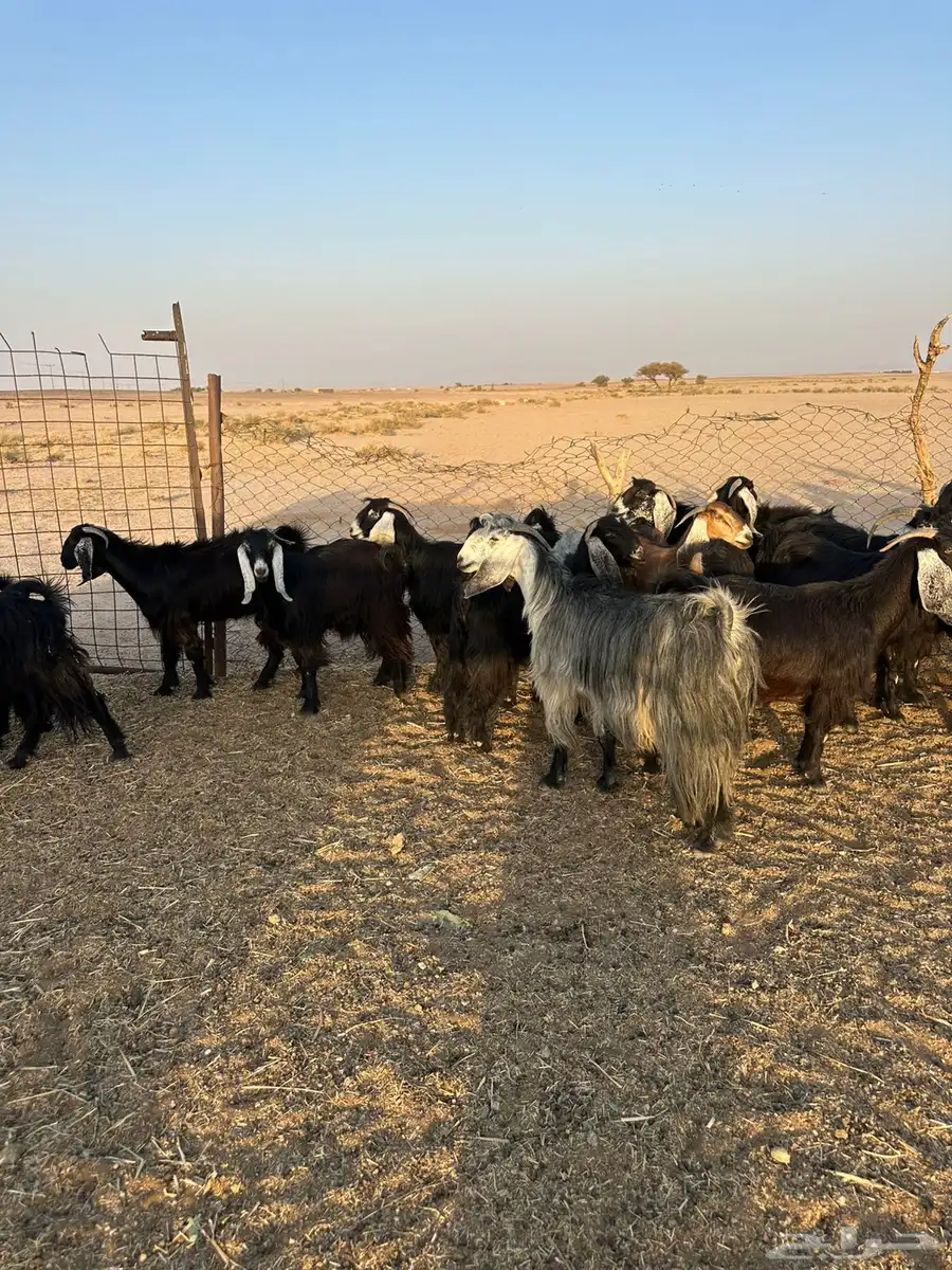 معزاء مراح 10