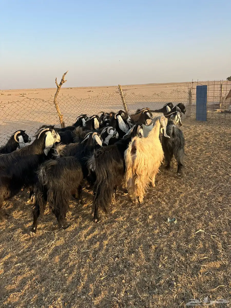معزاء مراح 9