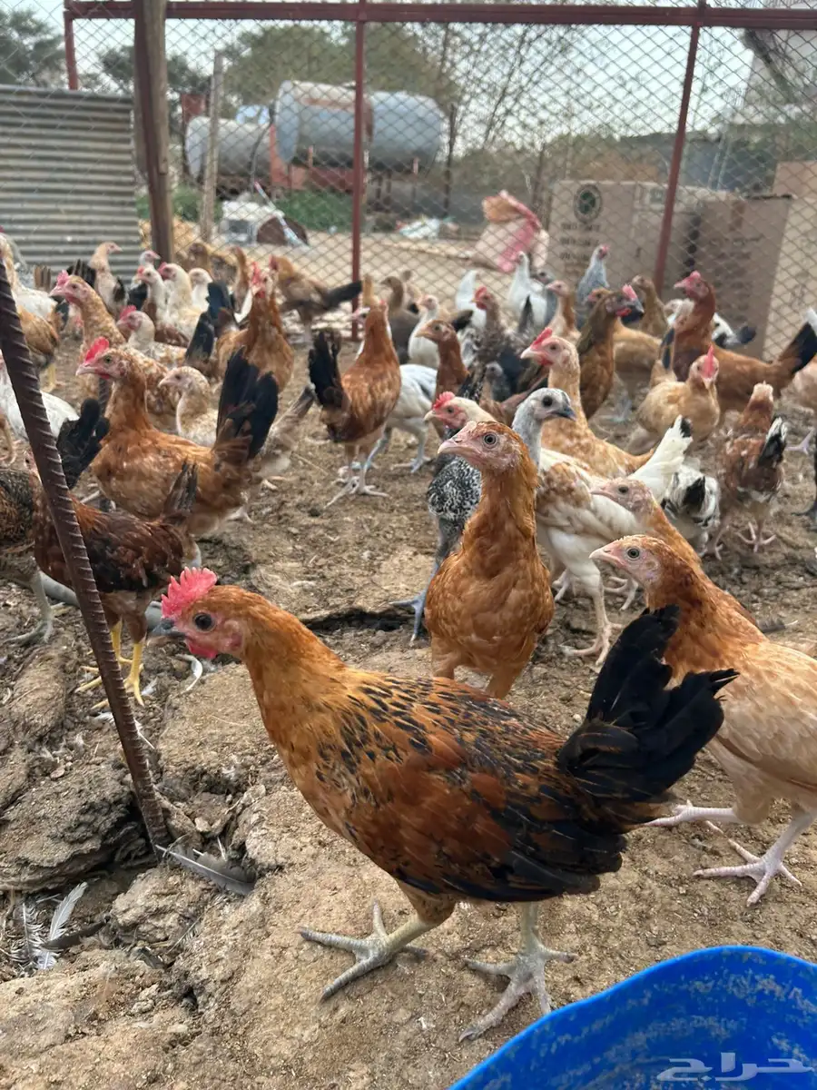 دجاج بلدي 5