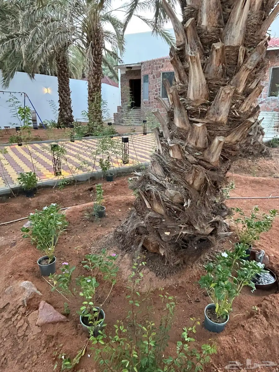 فيلا مع مزرعة للبيع في حي البركة (العيون) 10