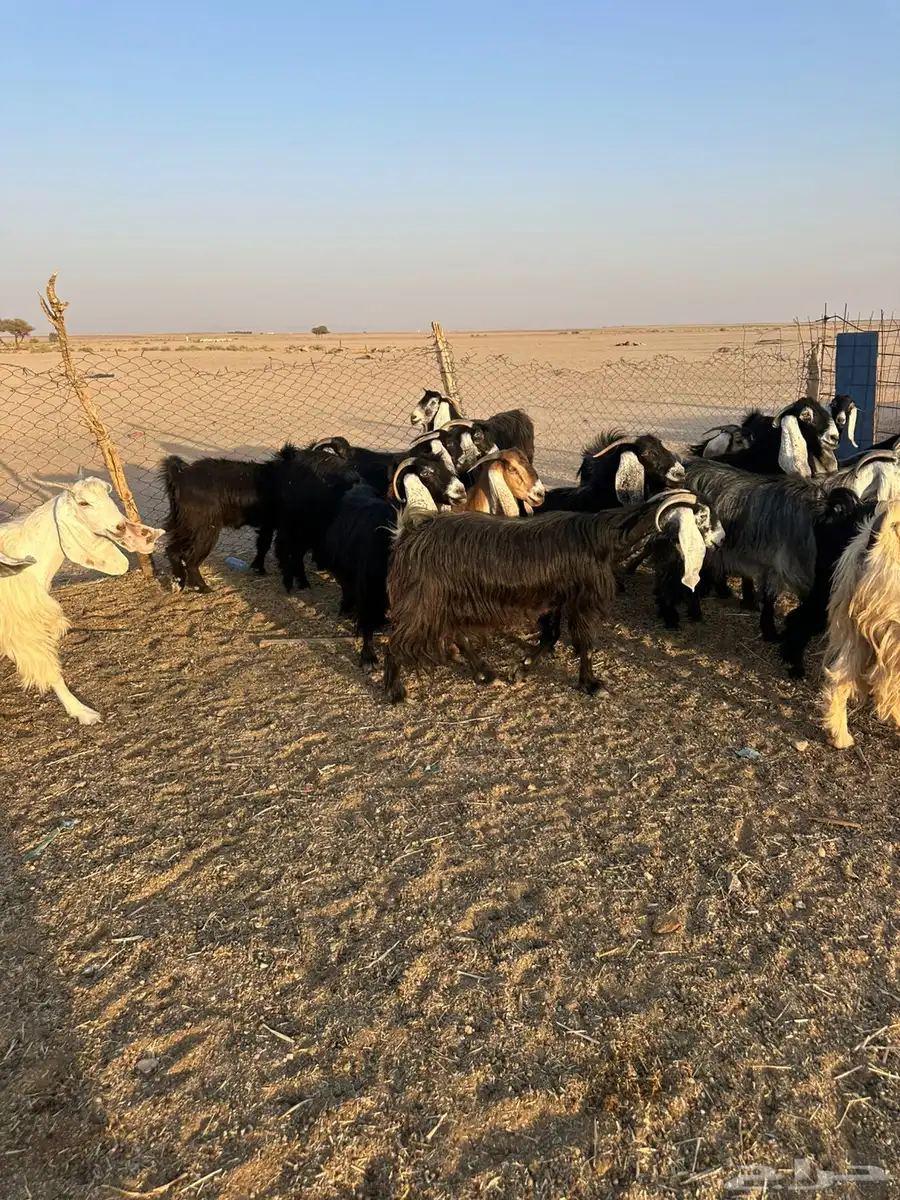 معزاء مراح 4