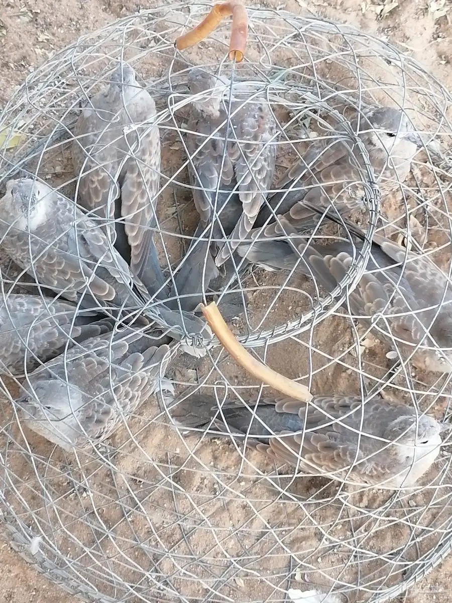 طيور 0