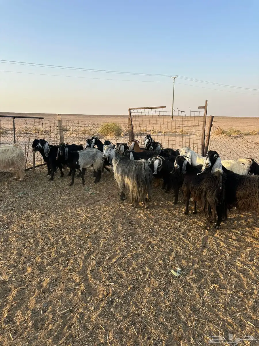 معزاء مراح 8