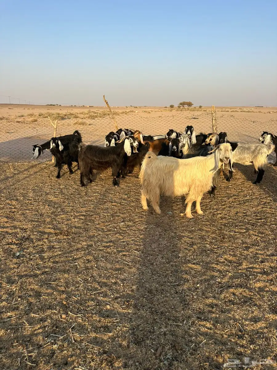 معزاء مراح 7