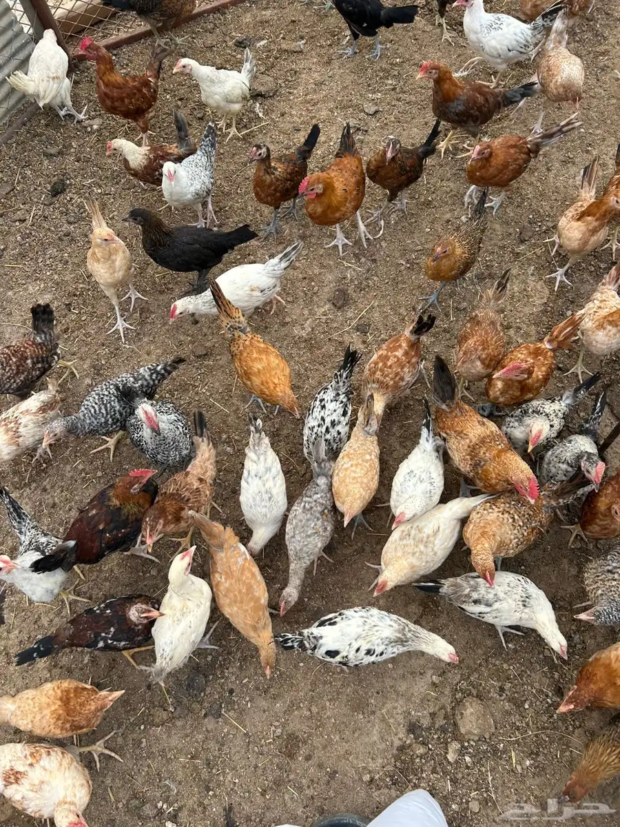 دجاج بلدي 4