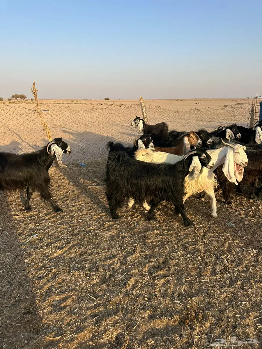 معزاء مراح 5