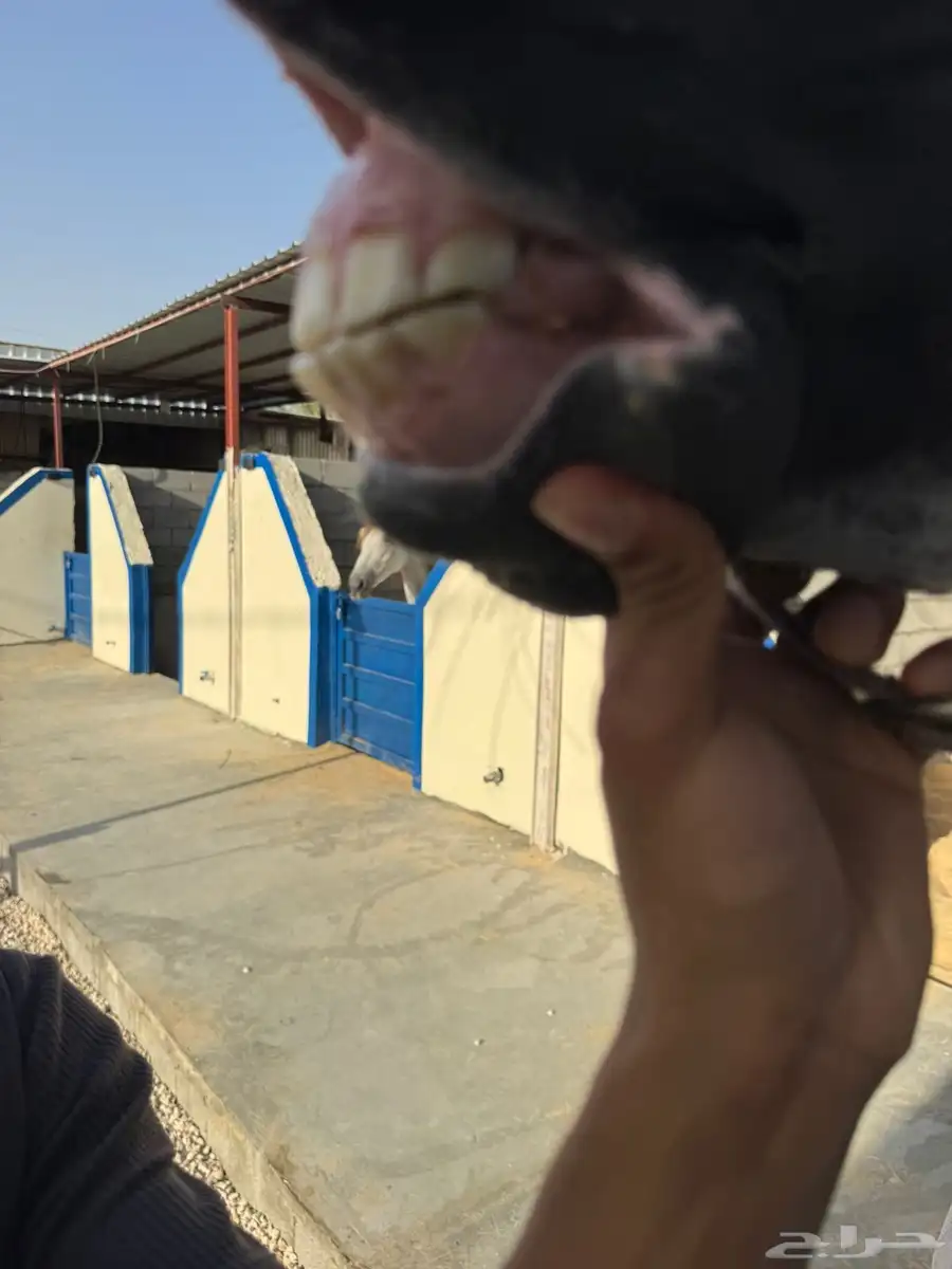 فرس واهو جمال للبيع 3