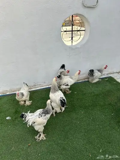 ديوك براهم كولمبي 3