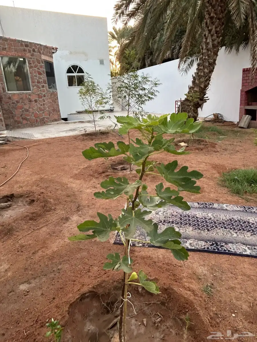 فيلا مع مزرعة للبيع في حي البركة (العيون) 11
