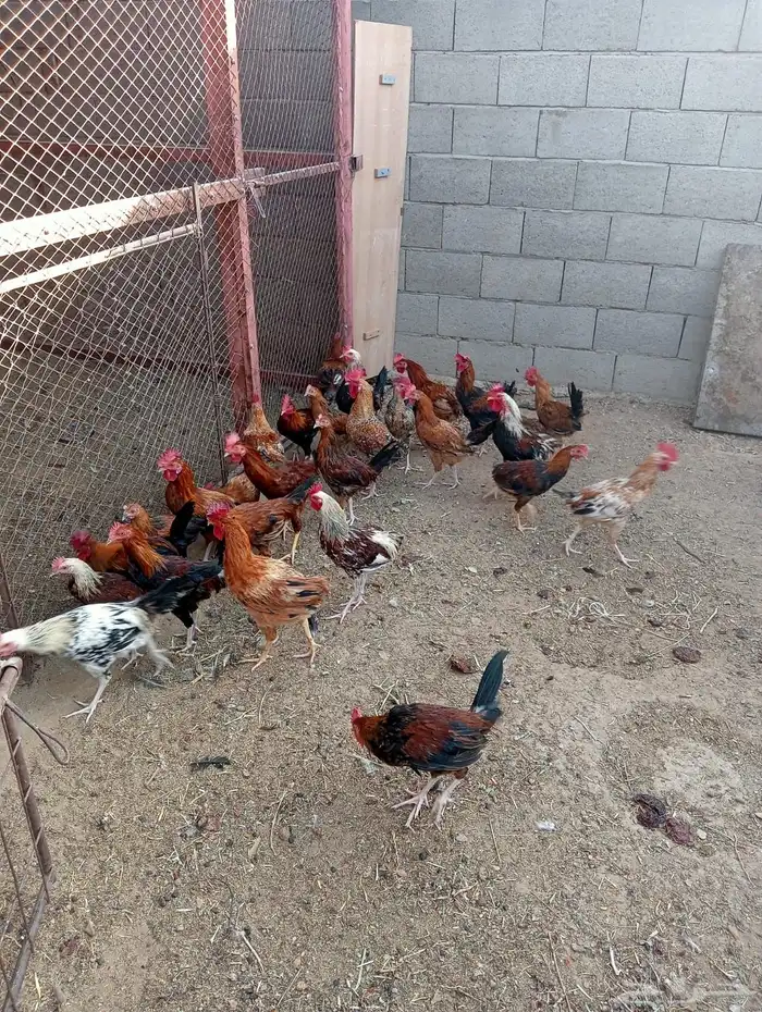 ديوك بلدي للبيع 1