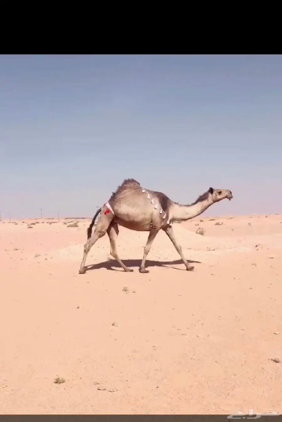 ذود جمله للبيع 5