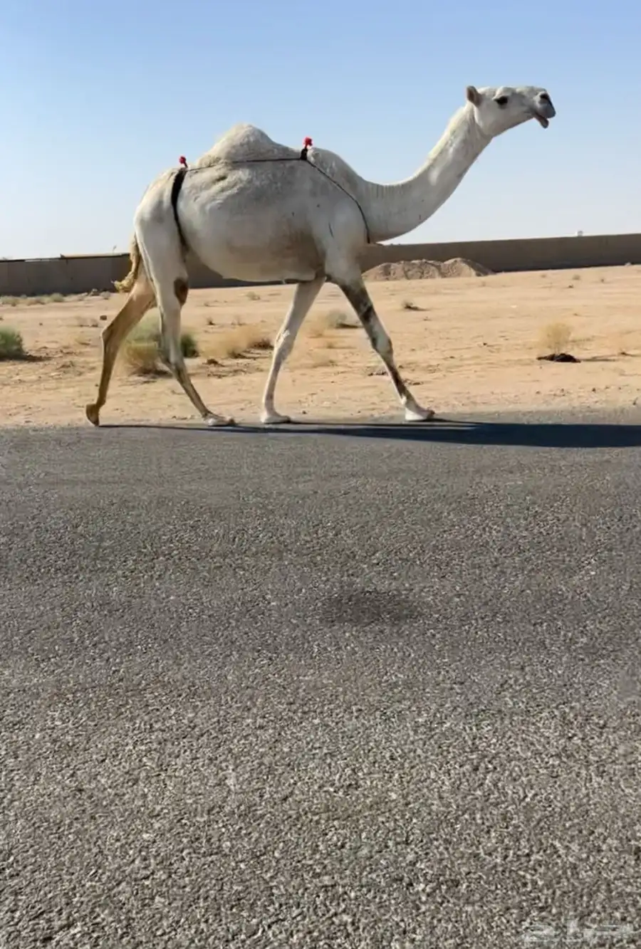 للبيع بكر عليانيه منتج ومبيوع ولدها قبل اربع ايام 1