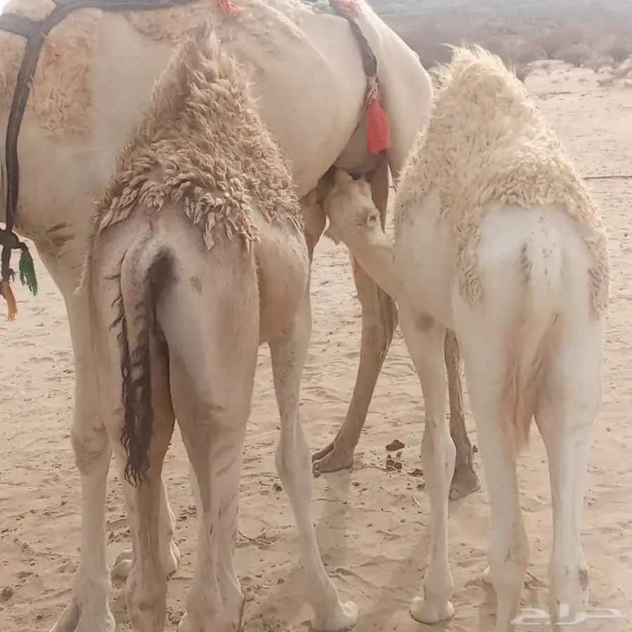قعودين على الحليب 2