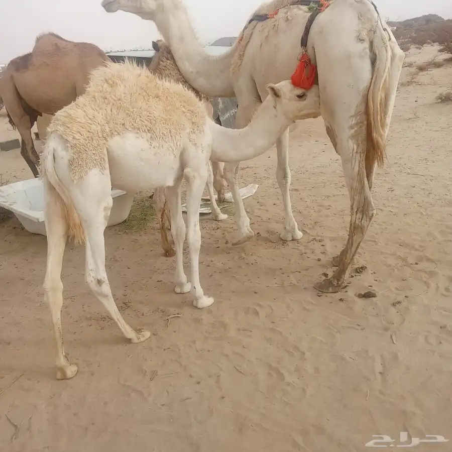 قعودين على الحليب 1