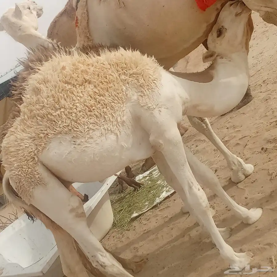 قعودين على الحليب 0
