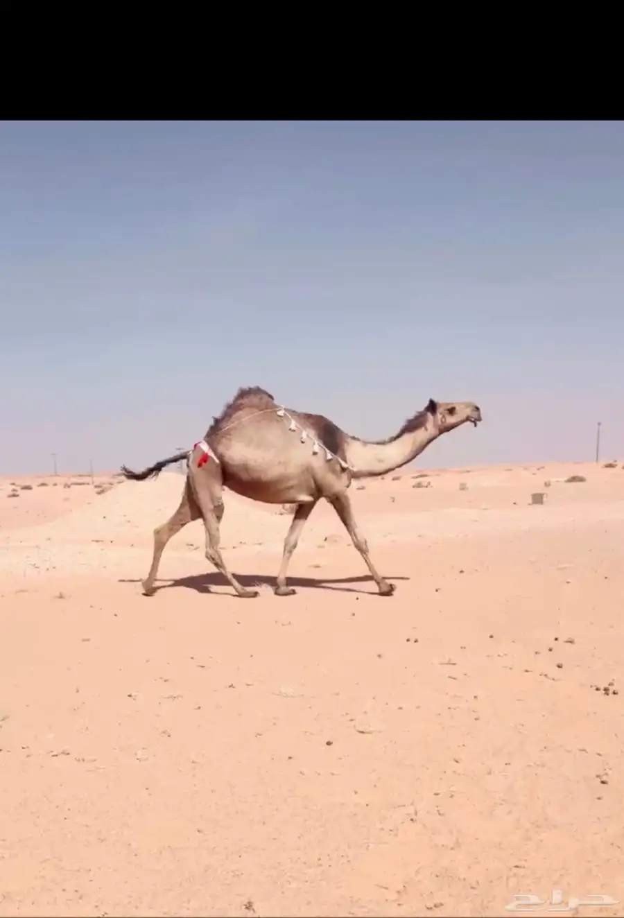 ذود جمله للبيع 0