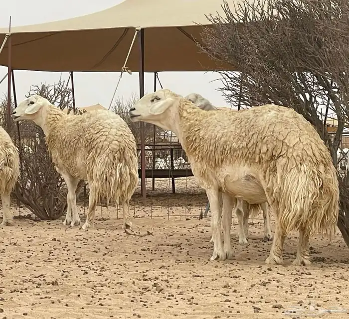 مشاريع فحول حريه صنف الصنف درجه اولى 4