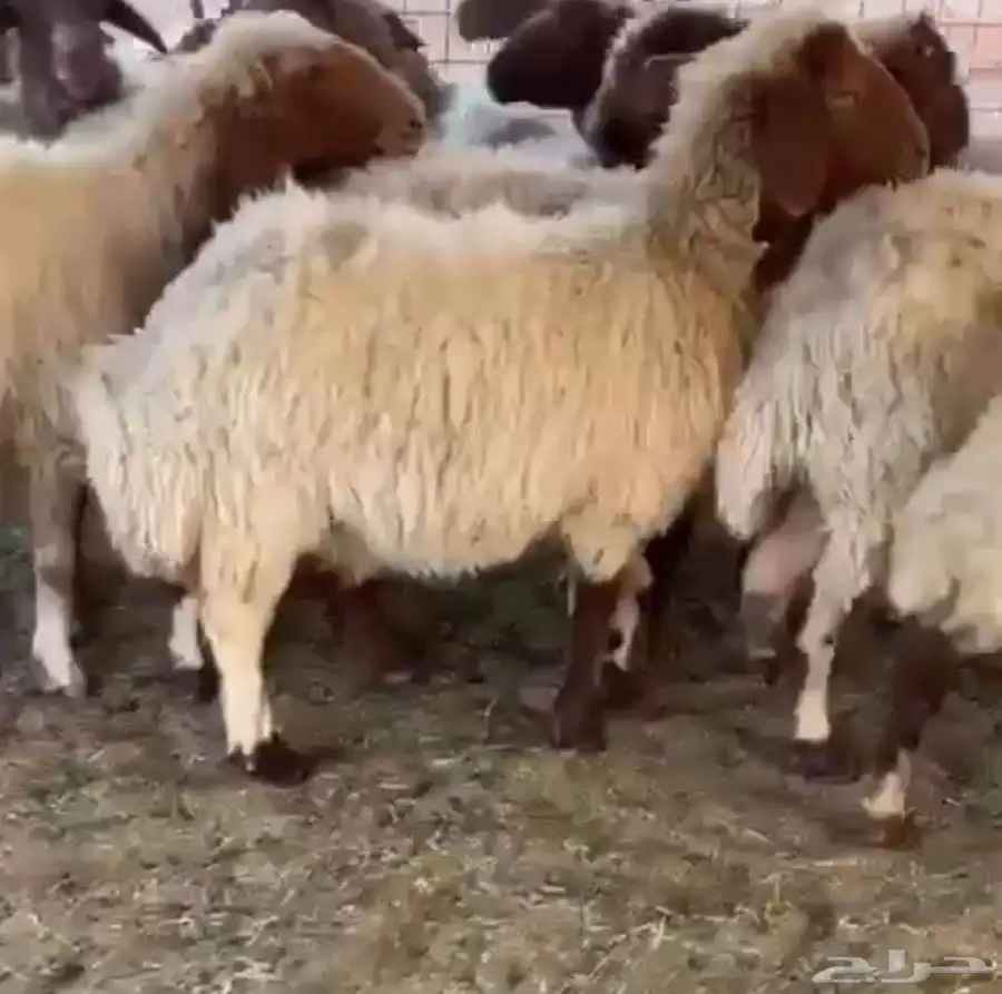 لبيع نعيم 0