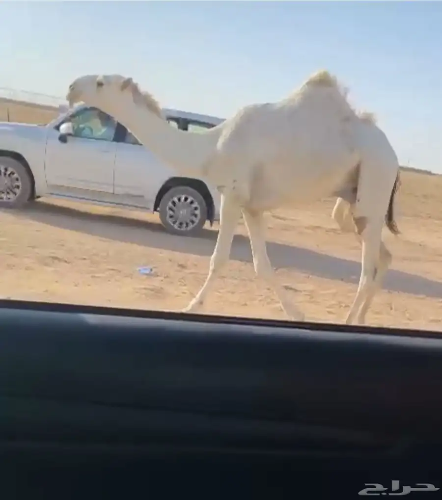 للبيع القعود الفاخر 0