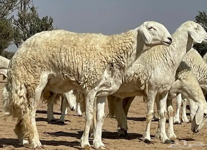 مشاريع فحول حريه صنف الصنف درجه اولى 5