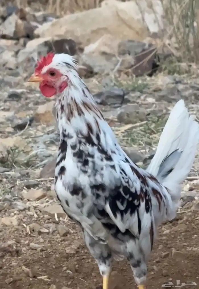 (ديك ديوك) دجاج عربي أفرق مقبع ترثة 4