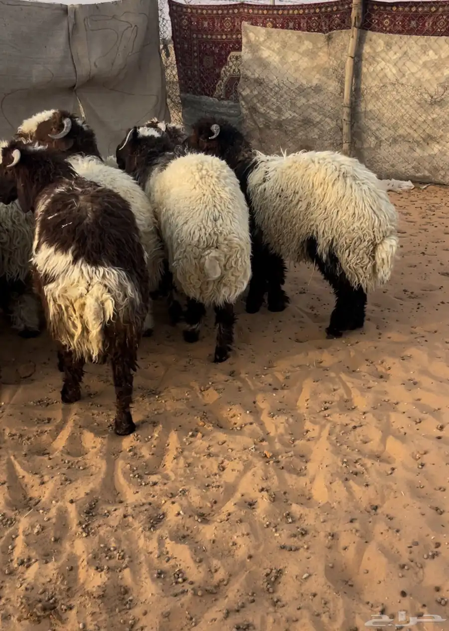 طليان جبره وطيبه ضهور وطراف الموقع السلميه 3