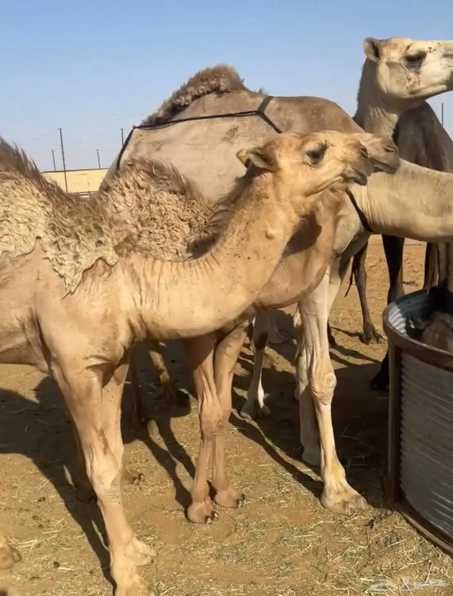 خلفه بكر منتج وهديه تحتها قعود كفو 4