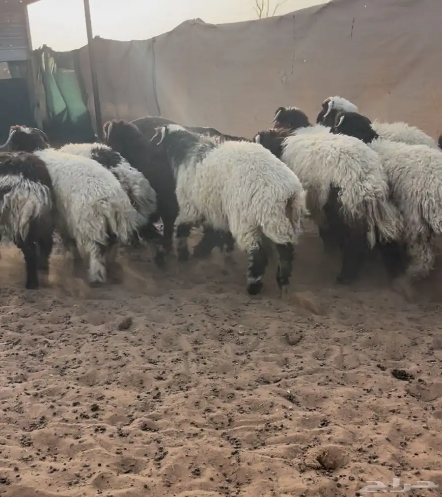 طليان جبره وطيبه ضهور وطراف الموقع السلميه 1