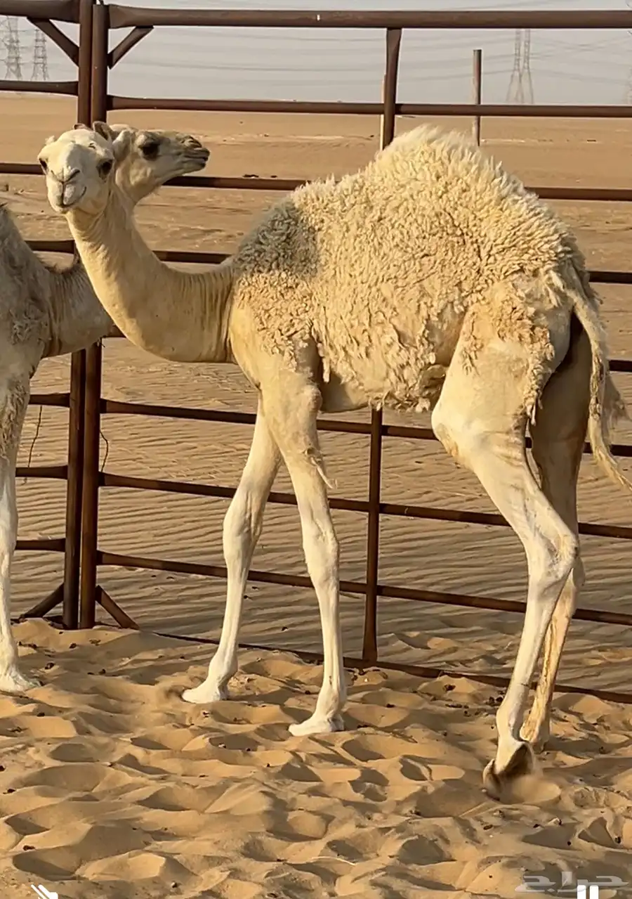 قعود بري في جو سمين 0