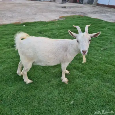 ماعز قزم 7