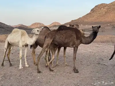 نياق طيبه. تم البيع. تم. البيع 4