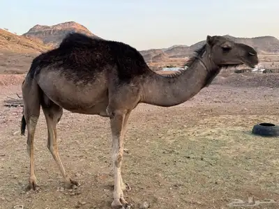 نياق طيبه. تم البيع. تم. البيع 6