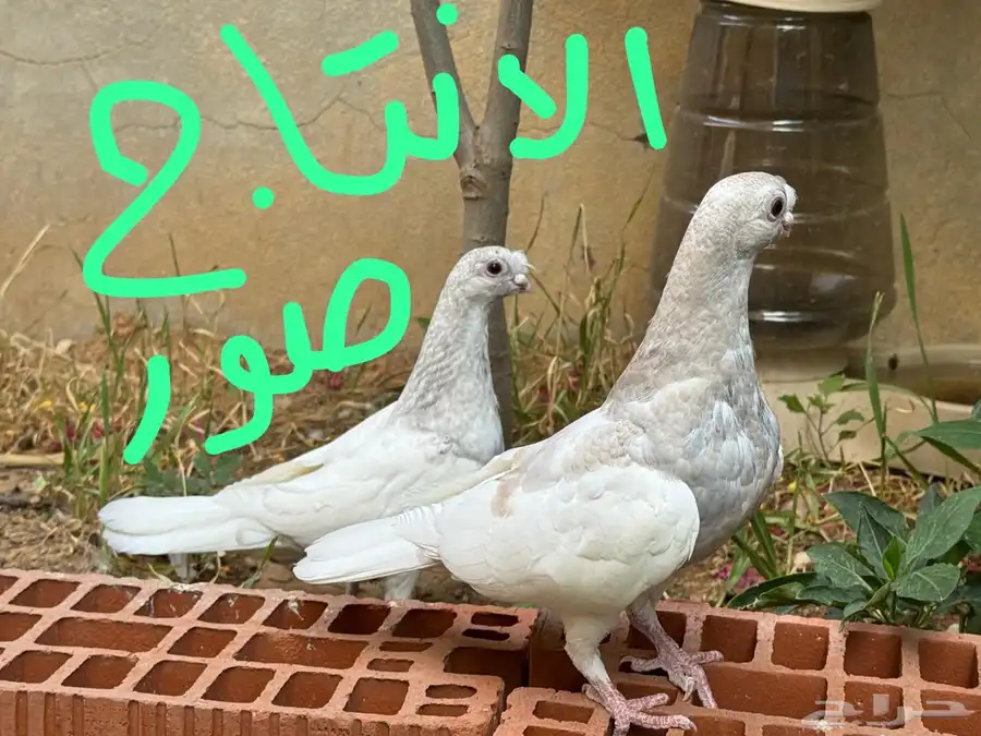 جوز حمام شاينيز بقرن صافي بيور 14