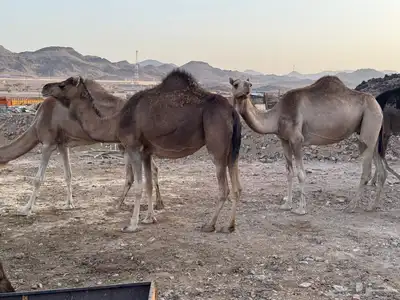 نياق طيبه. تم البيع. تم. البيع 0