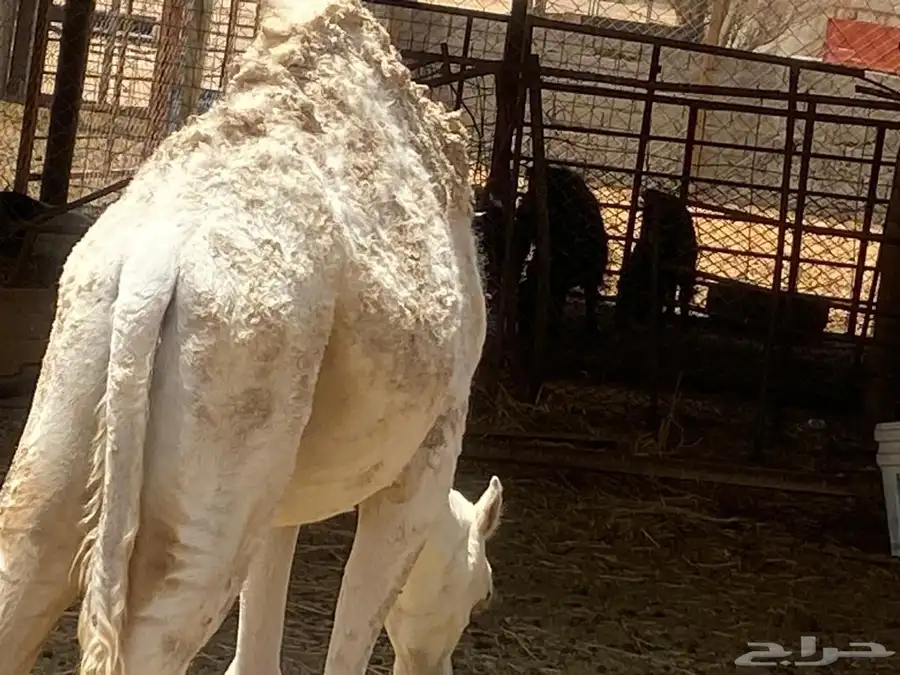 قعود للبيع معلف 0