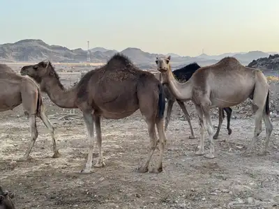 نياق طيبه. تم البيع. تم. البيع 1