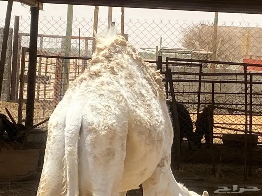 قعود للبيع معلف 1