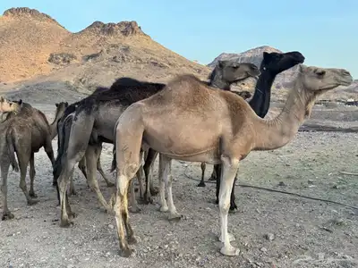 نياق طيبه. تم البيع. تم. البيع 5